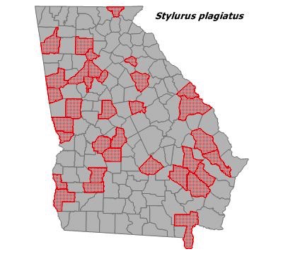 Stylurus plagiatus
(Russet-tipped Clubtail)